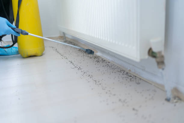 Best Termite Control Services  in Boyne City, MI
